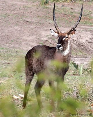 Waterbuck stag