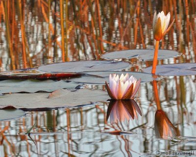 Reflections in the Delta