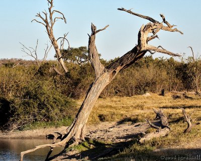 Dead tree at waterhole