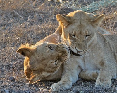Older cubs at Chobe playing
