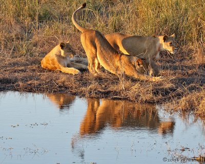 Older cubs at Chobe River