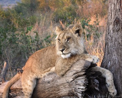 Male cub in Zimbabwe