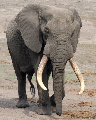 Elephant approaching waterhole