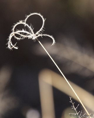 Feather-like grass plant