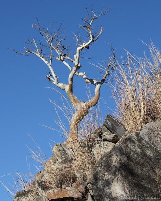 Paper bark tree on rocky outcrop