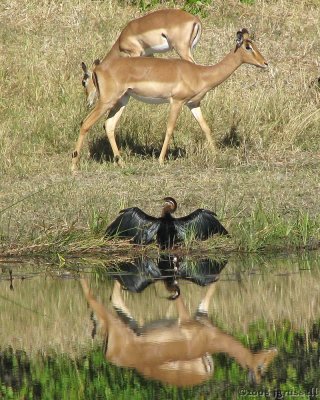 African darter and impala does