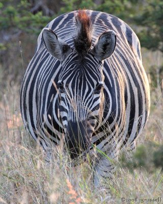 Burchell's zebra 2