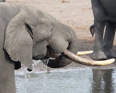 Elephant at water hole