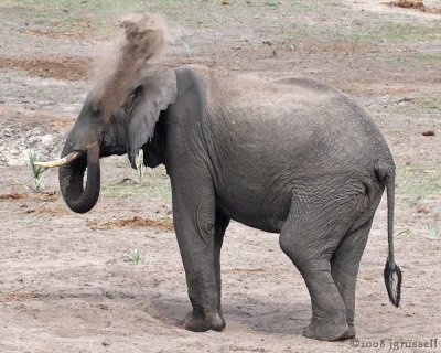 Elephant dust bath