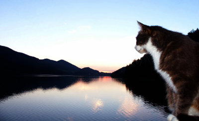 2002-08 Katzenabend