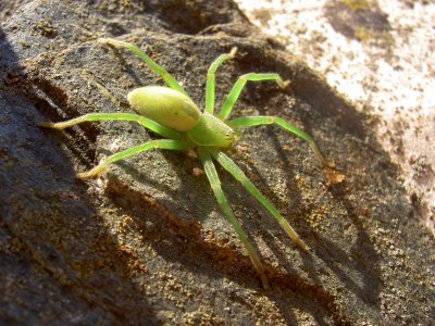 2004-08 Grasspinne