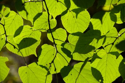 2008-10 sonnige Bltter