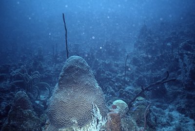 Diving in Jamaica