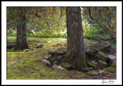 Two Trees in Thuya