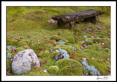 Bench in Moss