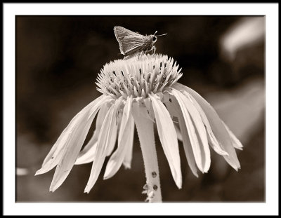 Moth on Echinacea
