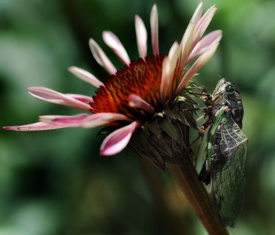 Cicada on pink flower