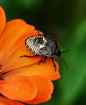 Green Stinkbug