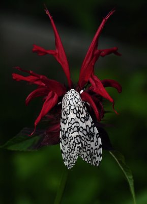 Giant Leopard Moth