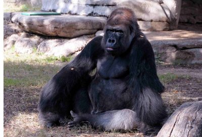 KONG.jpg