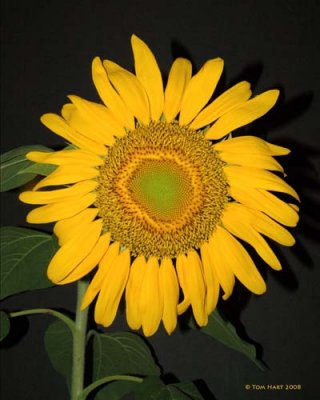 Giant Sunflower 7-13-2008