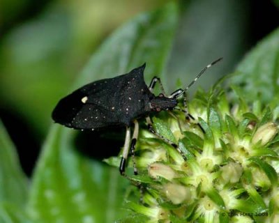 Stinkbug 7-3-2008