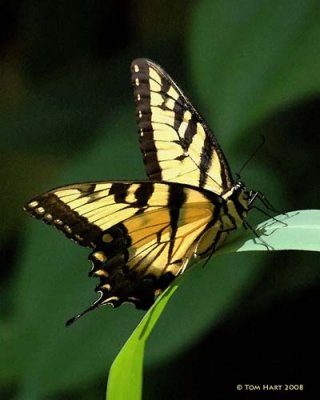Tiger Swallowtail 7-2-2008