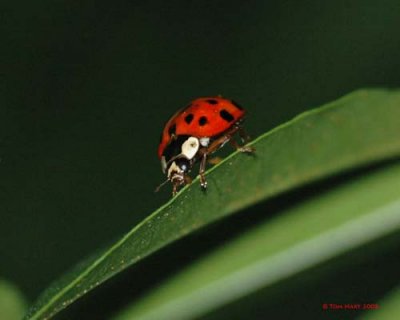 Ladybug 7-27-2008