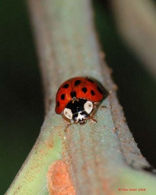 Ladybug II 7-27-2008