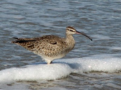 Whimbrel in surf foam