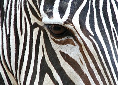 Zebra Eye