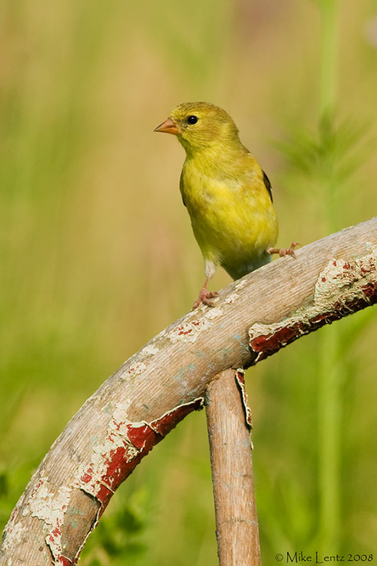 Goldfinch on chair