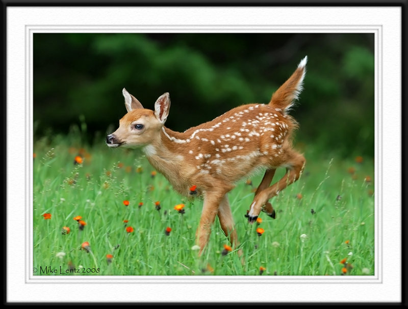 Fawn beauty