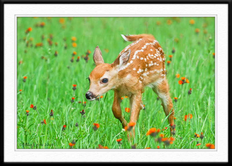 Fawn nose down