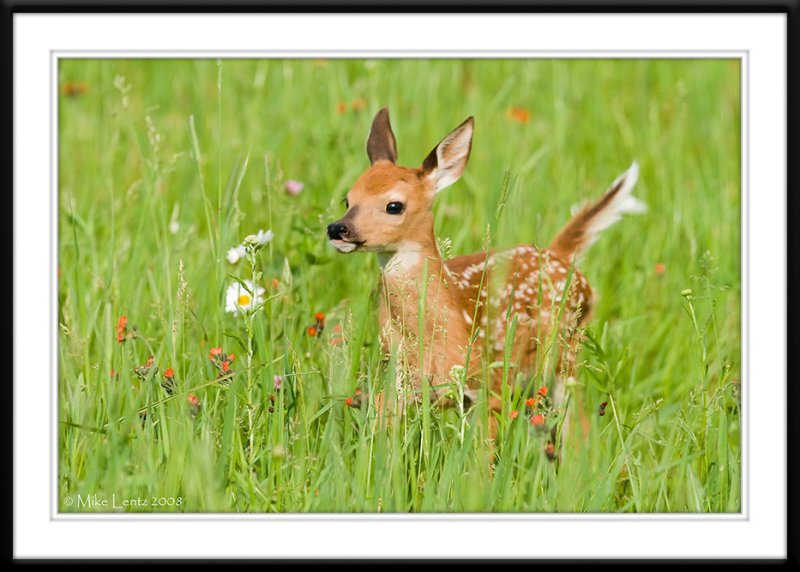 Fawn cruisin through high grass