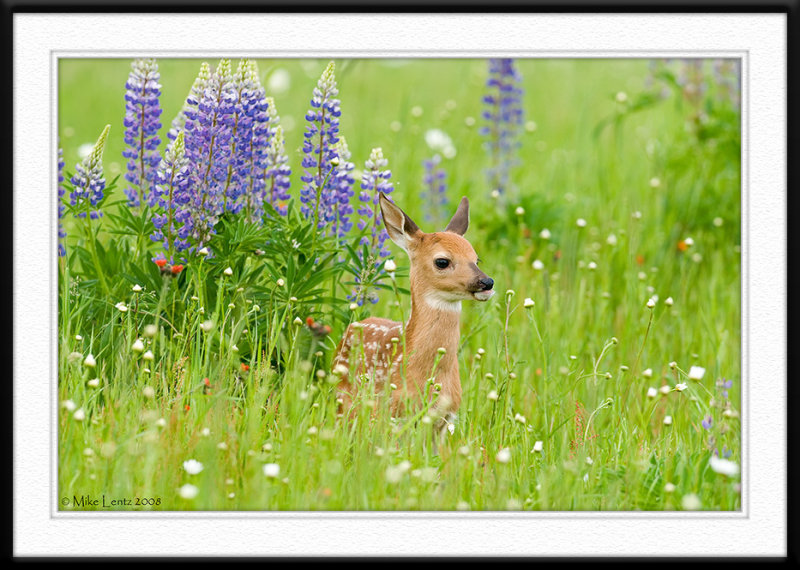 Fawn in flowery scene