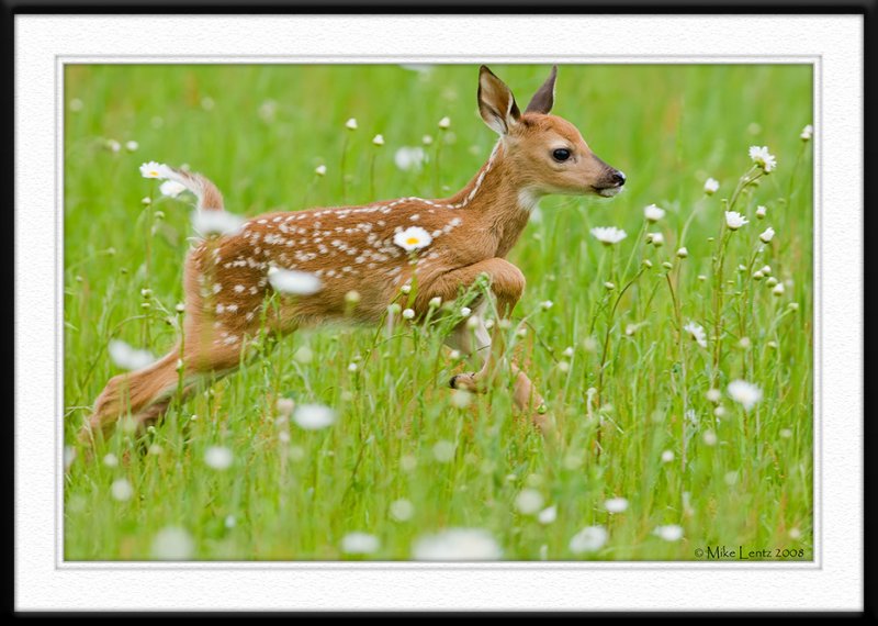 Fawn leaps through daisys