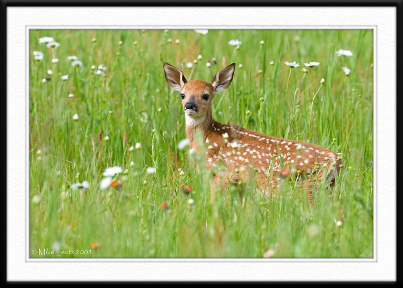 Fawn on the lookout