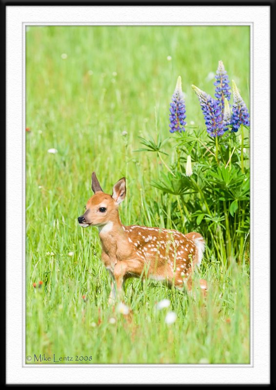 Fawn springs from lupine