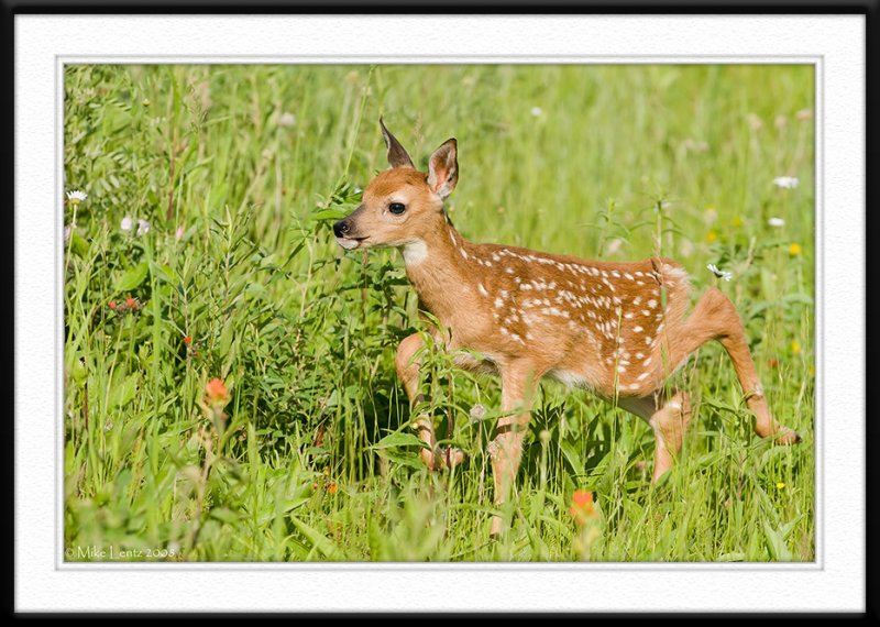 Fawn strolls through grass