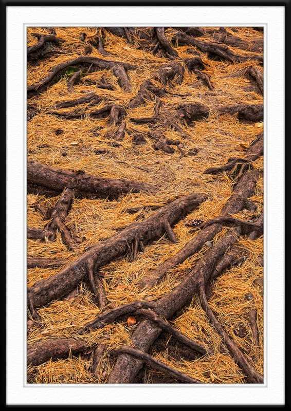 Roots and needles