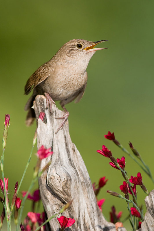 House wren sings