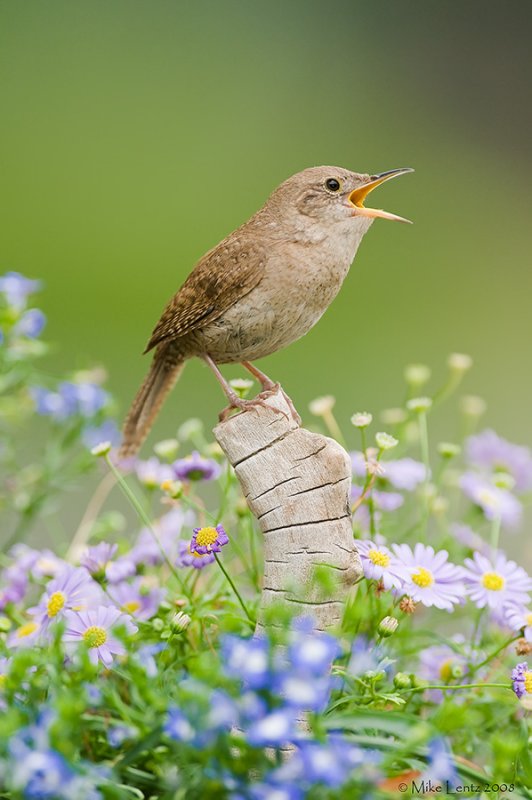 House wren singing