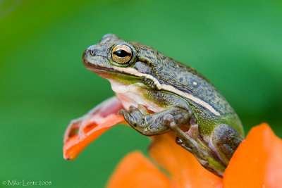 Green tree frog on orange lilly