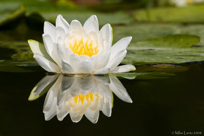 Lotus Flower reflecting