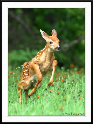 Fawn bounds