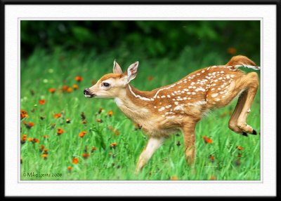 Fawn gallop