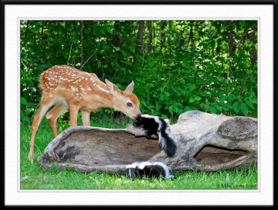 Fawn meets baby skunk