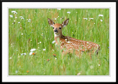 Fawn on the lookout