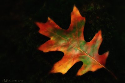 Fallen Oak leaf